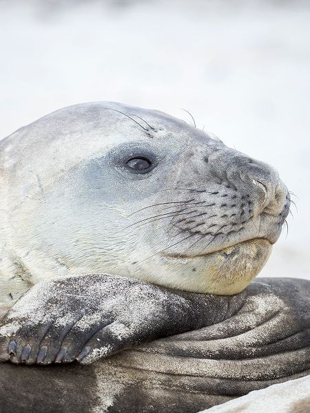 Southern elephant seal male-after harem and breeding season on the Falkland Islands